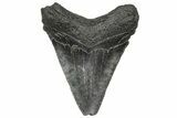 Serrated, Juvenile Megalodon Tooth - South Carolina #360942-1